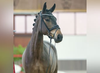 Caballo de deporte alemán, Yegua, 3 años, Castaño oscuro