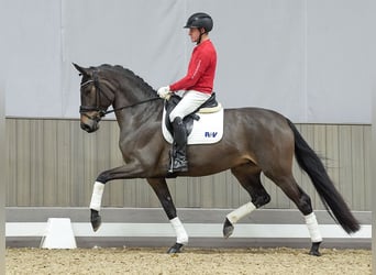 Caballo de deporte alemán, Yegua, 3 años, Castaño oscuro