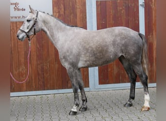 Caballo de deporte alemán, Yegua, 4 años, 150 cm, Tordo Caballo de deporte alemán, Yegua, 4 años, 150 cm, Tordo