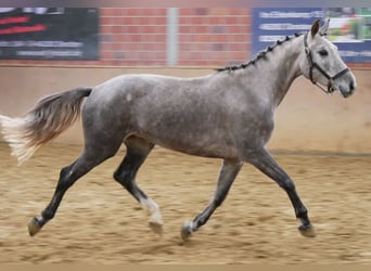 Caballo de deporte alemán, Yegua, 4 años, 150 cm, Tordo Caballo de deporte alemán, Yegua, 4 años, 150 cm, Tordo