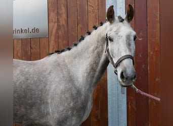 Caballo de deporte alemán, Yegua, 4 años, 150 cm, Tordo Caballo de deporte alemán, Yegua, 4 años, 150 cm, Tordo