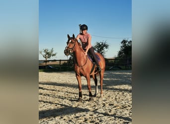 Caballo de deporte alemán, Yegua, 4 años, 153 cm, Alazán