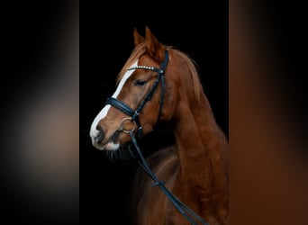 Caballo de deporte alemán, Yegua, 4 años, 157 cm, Alazán-tostado