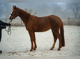 Caballo de deporte alemán, Yegua, 4 años, 157 cm, Alazán-tostado