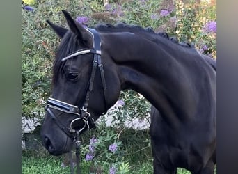 Caballo de deporte alemán, Yegua, 4 años, 157 cm, Negro