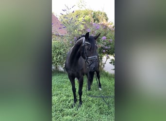 Caballo de deporte alemán, Yegua, 4 años, 157 cm, Negro
