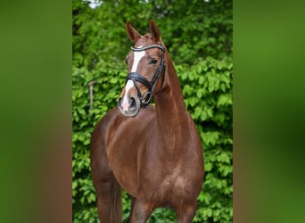 Caballo de deporte alemán, Yegua, 4 años, 158 cm, Alazán