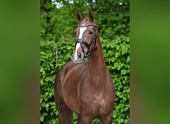 Caballo de deporte alemán, Yegua, 4 años, 158 cm, Alazán