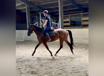 Caballo de deporte alemán, Yegua, 4 años, 158 cm, Castaño