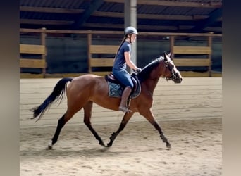Caballo de deporte alemán, Yegua, 4 años, 158 cm, Castaño