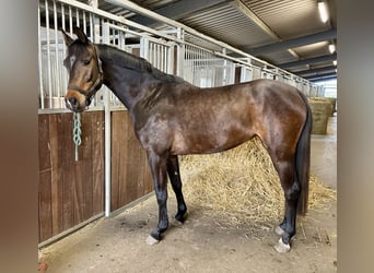 Caballo de deporte alemán, Yegua, 4 años, 159 cm, Castaño oscuro