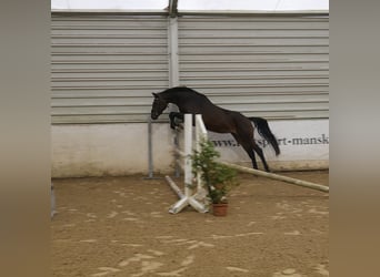 Caballo de deporte alemán, Yegua, 4 años, 160 cm, Castaño