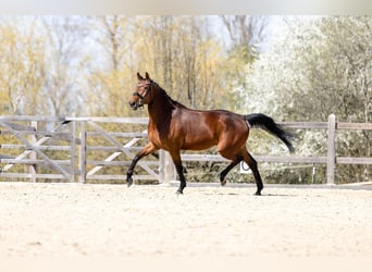 Caballo de deporte alemán, Yegua, 4 años, 160 cm, Castaño