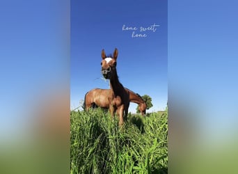 Caballo de deporte alemán, Yegua, 4 años, 160 cm, Castaño