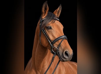 Caballo de deporte alemán, Yegua, 4 años, 161 cm, Castaño