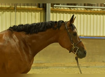 Caballo de deporte alemán, Yegua, 4 años, 162 cm, Castaño