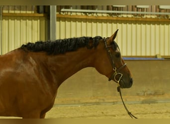 Caballo de deporte alemán, Yegua, 4 años, 162 cm, Castaño