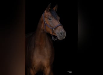 Caballo de deporte alemán, Yegua, 4 años, 162 cm, Castaño