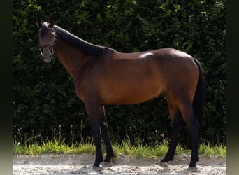 Caballo de deporte alemán, Yegua, 4 años, 162 cm, Castaño