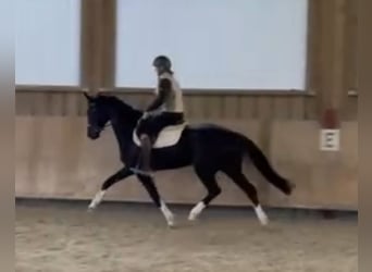 Caballo de deporte alemán, Yegua, 4 años, 162 cm, Negro