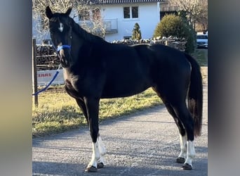 Caballo de deporte alemán, Yegua, 4 años, 162 cm, Negro