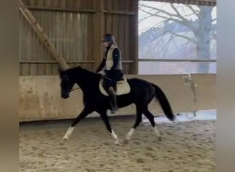 Caballo de deporte alemán, Yegua, 4 años, 162 cm, Negro