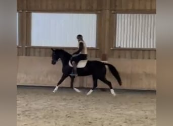 Caballo de deporte alemán, Yegua, 4 años, 162 cm, Negro