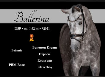 Caballo de deporte alemán, Yegua, 4 años, 162 cm, Tordo