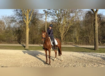 Caballo de deporte alemán, Yegua, 4 años, 163 cm, Alazán