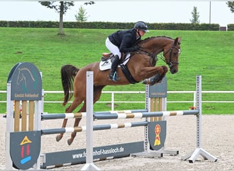 Caballo de deporte alemán, Yegua, 4 años, 163 cm, Alazán