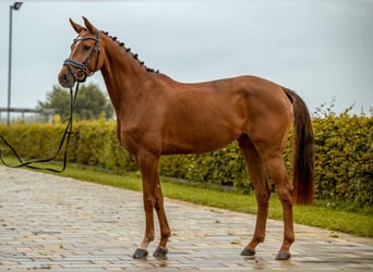 Caballo de deporte alemán, Yegua, 4 años, 163 cm, Alazán