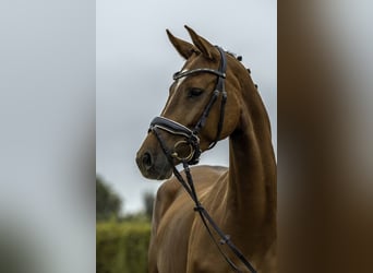Caballo de deporte alemán, Yegua, 4 años, 163 cm, Alazán