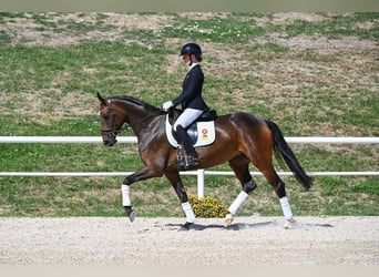 Caballo de deporte alemán, Yegua, 4 años, 163 cm, Castaño