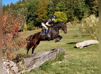 Caballo de deporte alemán, Yegua, 4 años, 163 cm, Castaño