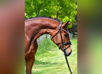 Caballo de deporte alemán, Yegua, 4 años, 163 cm, Castaño