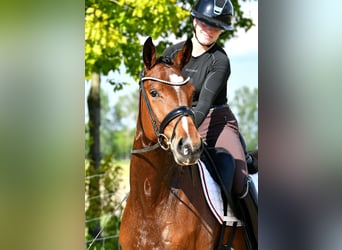Caballo de deporte alemán, Yegua, 4 años, 163 cm, Castaño