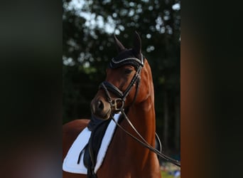 Caballo de deporte alemán, Yegua, 4 años, 163 cm, Castaño