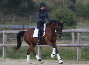 Caballo de deporte alemán, Yegua, 4 años, 163 cm, Castaño