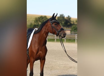 Caballo de deporte alemán, Yegua, 4 años, 163 cm, Castaño