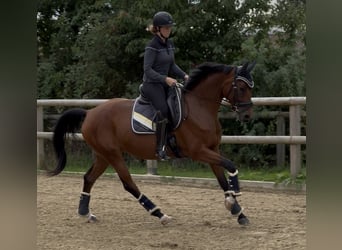 Caballo de deporte alemán, Yegua, 4 años, 163 cm, Castaño