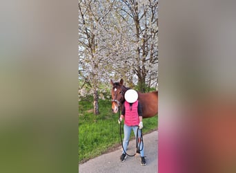 Caballo de deporte alemán, Yegua, 4 años, 163 cm, Castaño claro