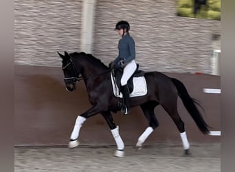 Caballo de deporte alemán, Yegua, 4 años, 163 cm, Castaño oscuro