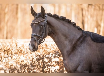 Caballo de deporte alemán, Yegua, 4 años, 163 cm, Castaño oscuro