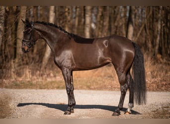 Caballo de deporte alemán, Yegua, 4 años, 163 cm, Castaño oscuro