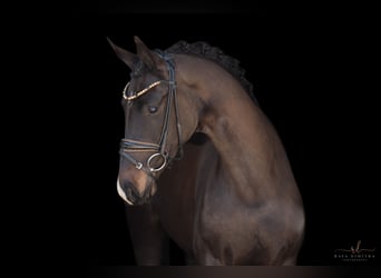 Caballo de deporte alemán, Yegua, 4 años, 163 cm, Castaño oscuro