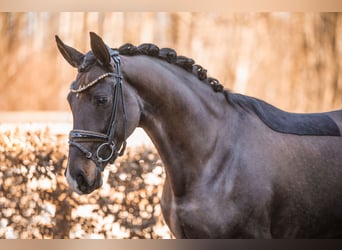 Caballo de deporte alemán, Yegua, 4 años, 163 cm, Castaño oscuro