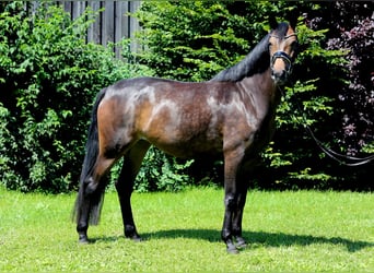 Caballo de deporte alemán, Yegua, 4 años, 163 cm, Castaño oscuro