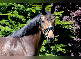 Caballo de deporte alemán, Yegua, 4 años, 163 cm, Castaño oscuro