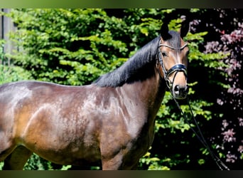 Caballo de deporte alemán, Yegua, 4 años, 163 cm, Castaño oscuro