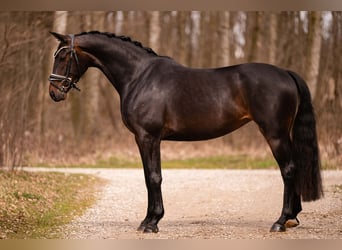 Caballo de deporte alemán, Yegua, 4 años, 163 cm, Morcillo